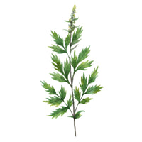 Mugwort