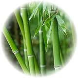 Bamboo Extract (Silica Rich)